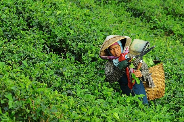 大田作物四情監(jiān)測(cè)系統(tǒng)，讓茶園種植搭上“科技快車(chē)”