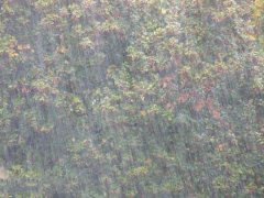 農業種植業如何應對暴雨？